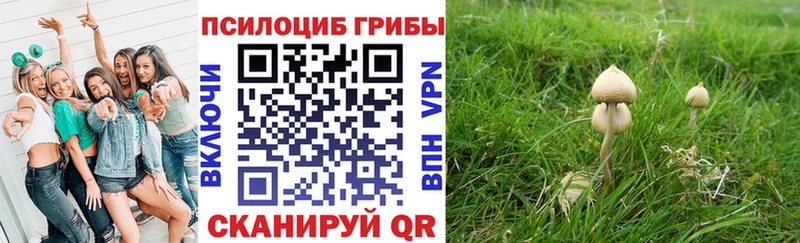 Псилоцибиновые грибы Psilocybe  Купить  Людиново 